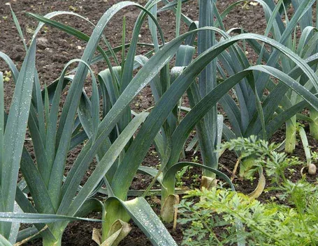 Piante di porro