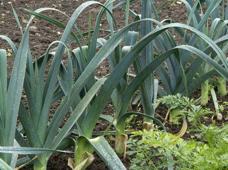 Piante di porro