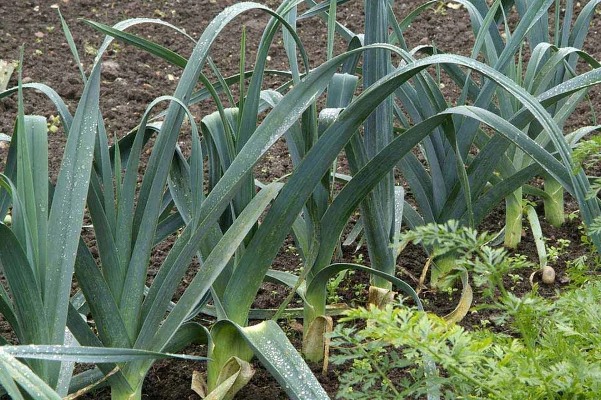Piante di porro