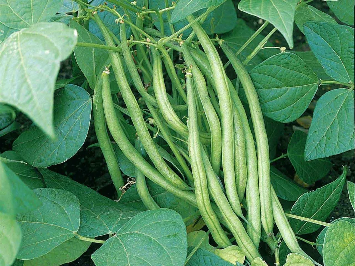 Fagioli pianta