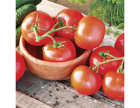 seminare pomodori