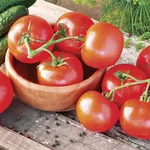 seminare pomodori