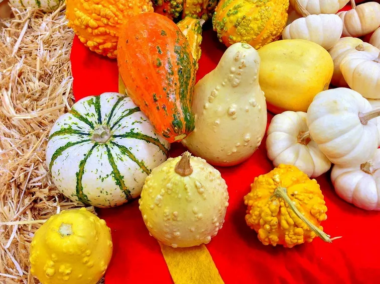 Varietà zucche