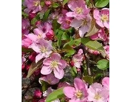 Fiori
