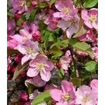 Fiori
