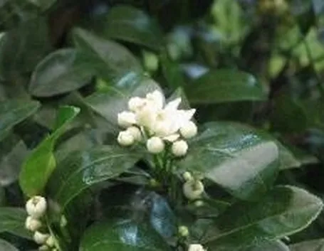 Agrumi fiori