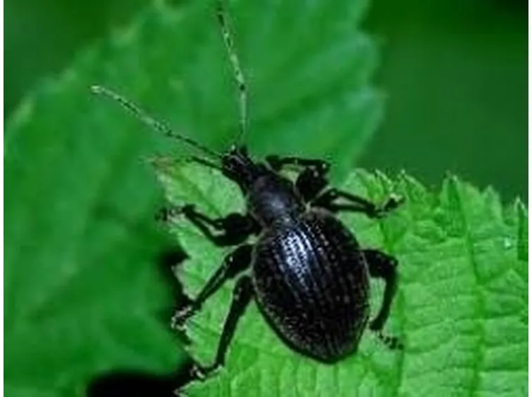 Oziorrinco