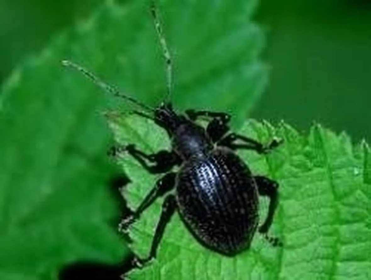 Oziorrinco