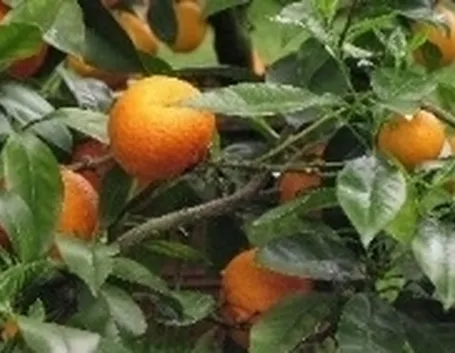 arancio