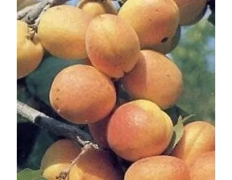 albicocche