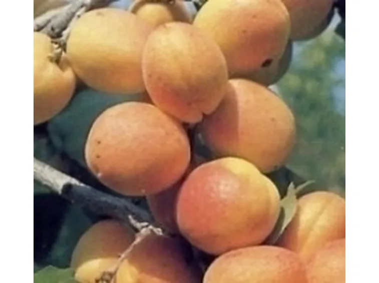 Albicocche