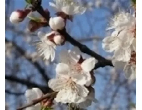 Fiori di albicocco