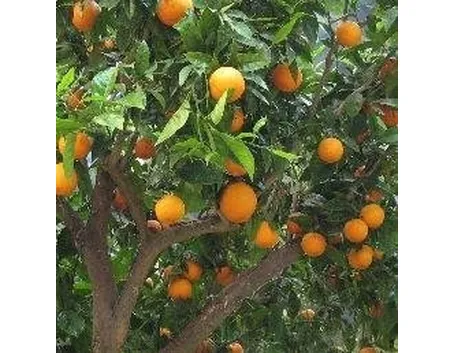 Albero di arance
