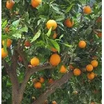 Albero di arance