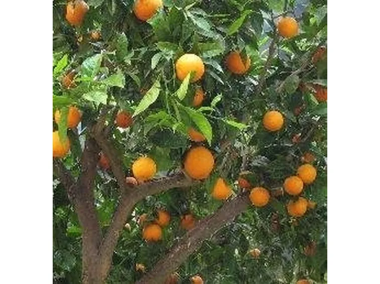 Albero di arance