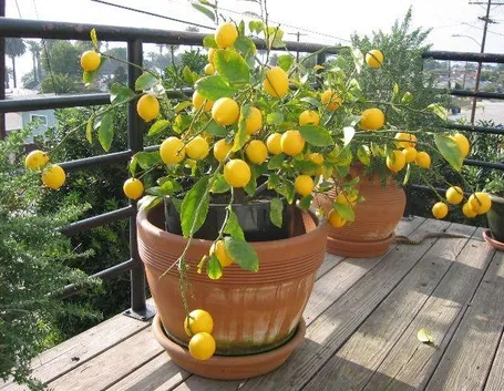 limone fiori