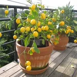 limone fiori