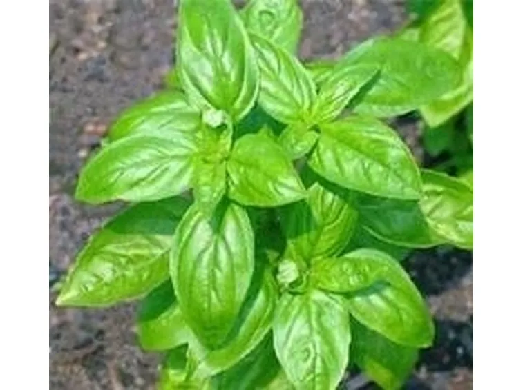 basilico