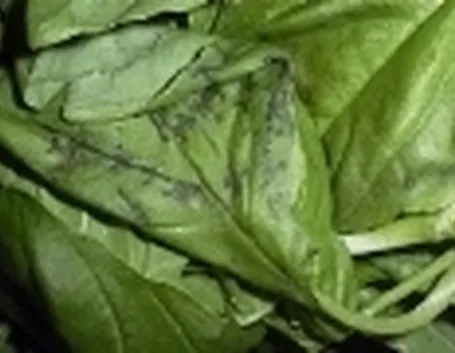 basilico