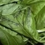 basilico