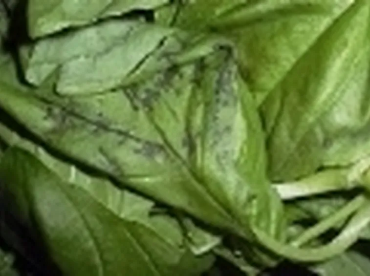 basilico