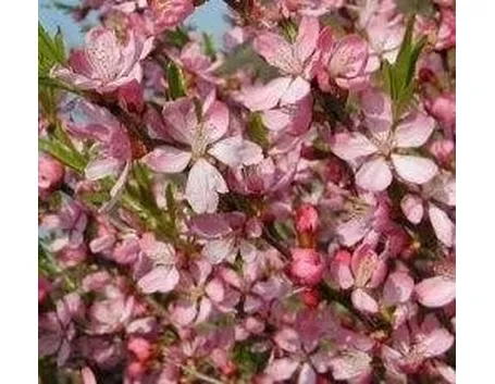 Prunus