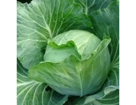 cavolo cappuccio