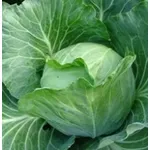 cavolo cappuccio