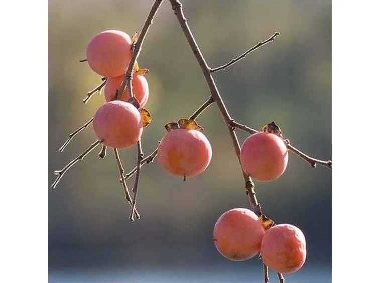 frutto caco