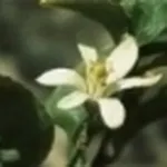 Fiore di agrume