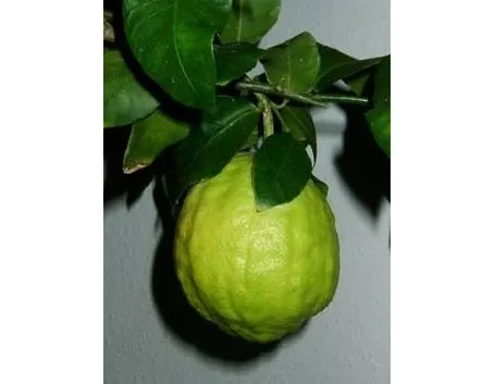 Cedro
