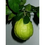 Cedro