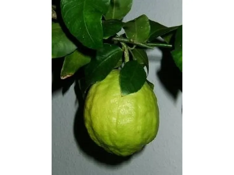 Cedro