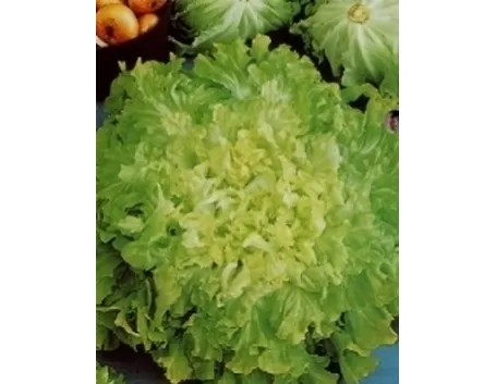 scarola