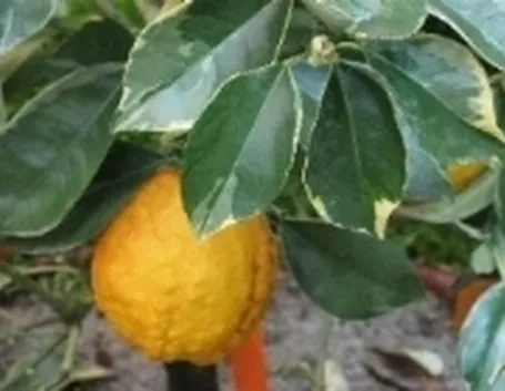 agrumi