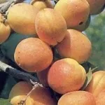 albicocche