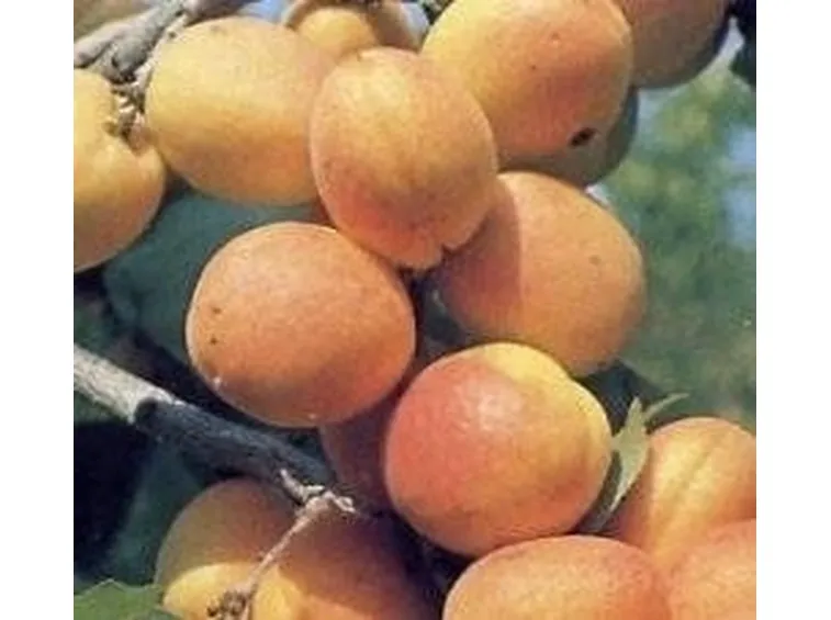 albicocche