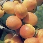 Albicocche