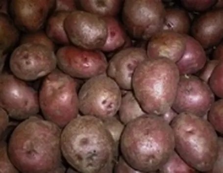 Patate