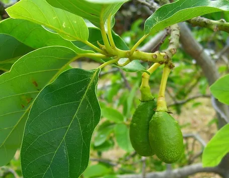 avocado foglie