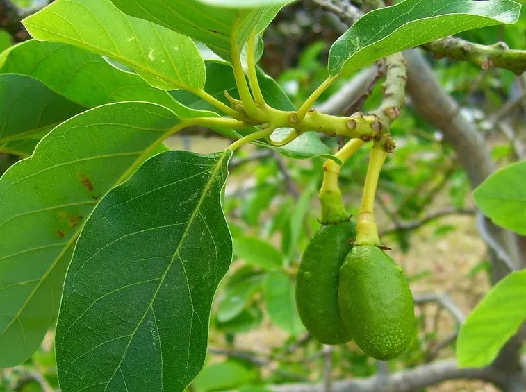 avocado foglie
