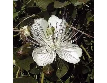 Fiori di cappero