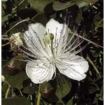 Fiori di cappero