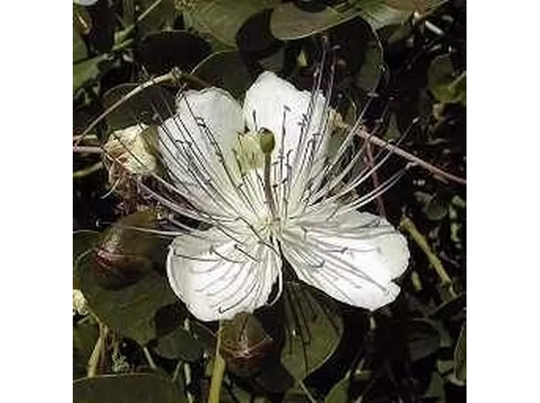 Fiori di cappero