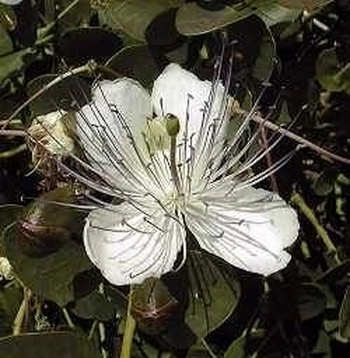 Fiori di cappero