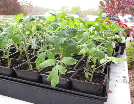 pomodori nell'orto