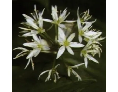 Fiori di aglio