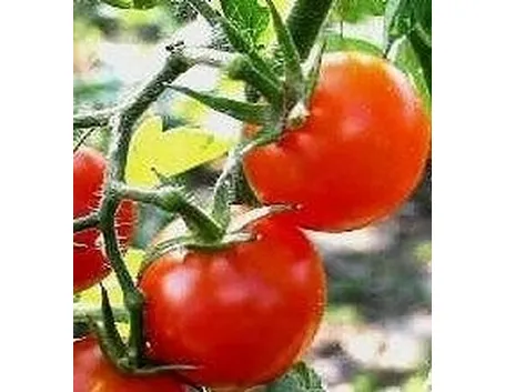 pomodoro