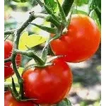 pomodoro