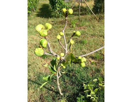 Fichi neri